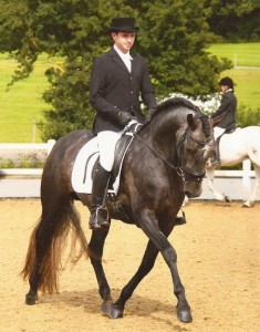 Graded PRE Stallion Ready For Re-homing