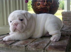 three beautiful English bulldog puppies available