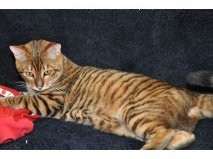 Three bengal kittens for sal