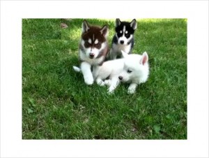 Charming Siberian husky Puppies Ready