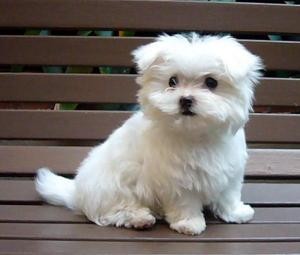 Delighted Maltese Puppies