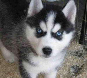 Charming male and female siberian husky puppies for adoption
