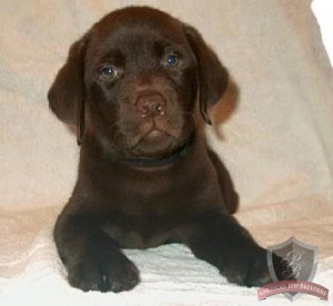 chocolate Labrador Retriever Puppies for Sale!