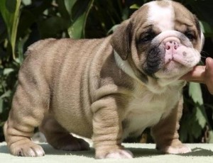 Affectionate English Bulldog puppies.*Louisiana*