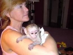 CHARMING FEMALE BABY CAPUCHIN MONKEY FOR RE-HOMING