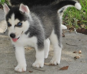 &quot;2-month-old siberian husky seeking active, playful family.&quot;