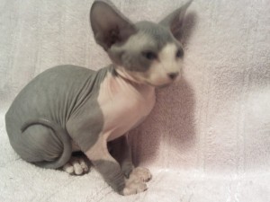 Three Sphynx kittens for sale