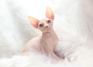 Two bengal Sphynx for sale