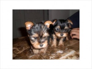 purebred yorkshire terrier