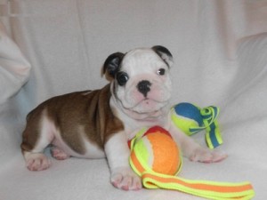 AKC English Bulldog Puppies Available!