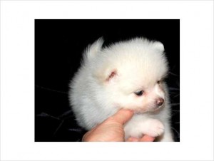 Pomeranian puppies for re homing