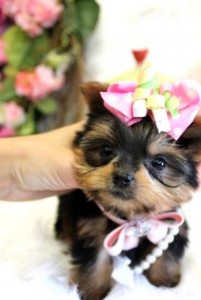 Affectionate Teacup Yorkie puppies Ready Now