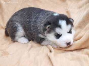 plicit Siberian Husky Puppies for Sale