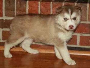 faithful Siberian Husky Puppies for Sale