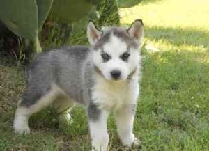 kids Siberian Husky Puppies for Sale