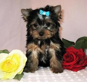 Top Latest Male And Female Yorkie Puppies For Sale Now