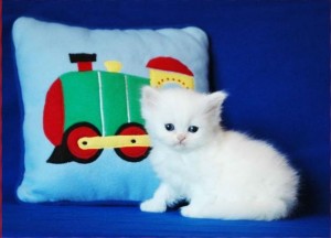 persian kittens for sale