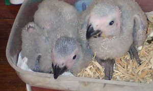 Cockatoos, African grey and macaw parrots for sale