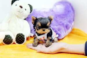 Cute and Adorable Teacup Yorkie puppies Available