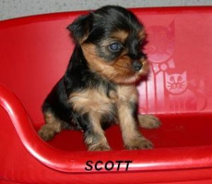 Good looking yorkshire terrier for adoption 12 days old