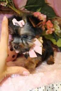 ??? AKC REG. TEACUP YORKIE PUPPIES FOR FREE ADOPTION???