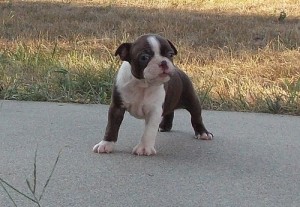 Boston Terrier Puppies For Sale