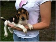 CKC Beagle Puppies