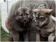 wolfish pups