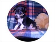 Cam - Black/Tan Tuxedo Male Rat Terrier Puppy