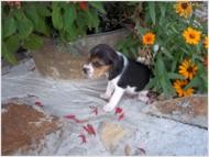 Teeny Tiny!!!Pocket Beagles!!!!
