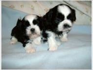 SHIH-TZU IMPERIAL MALE PUPPIES