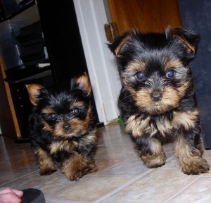 !!!TALENTED SUPER CUTE  YORKIE PUPPIES FOR ADOPTION TO A PET WELLCOMING , CARING HOME AVAILABLE!!!