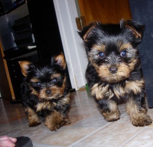 !!!BEAUTIFUL SUPER TALENTED YORKIE PUPPIES FOR ADOPTION TO PET LOVING HOME ONLY!!!