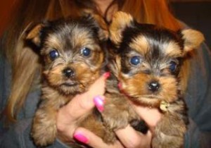 Tiny tea-cup yorkie puppies for adoption 4 u