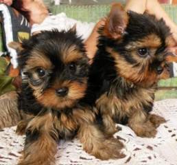 Free Micro Tiny Teacup Yorkie Puppies.