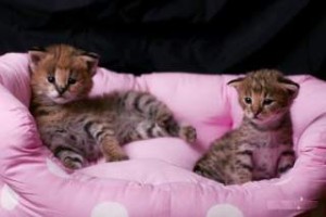 TICA Registered Serval, Savannah F1 - F6, and Bengal Kittens for sale
