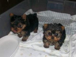 Excellent Yorkie Puppies For Free Adoption