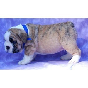 heathy english bulldog pups for adoption