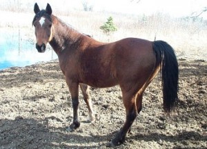 Albanian Horse for Adoption