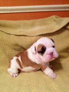 Adorable English Bulldogs For free adoption
