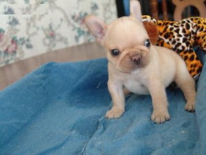 french bulldogs puppies for rehoming
