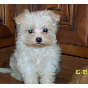 Maltese Puppies for FREE ADOPTION