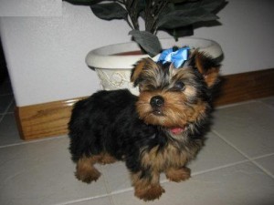 (FREE)Adorable Male and Female Yorkie Puppies For Adoption Into Good Homes Only