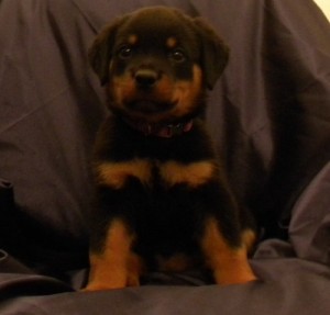 Rottweiler Puppies For Sale