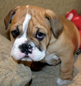 Adorable charming English Bulldog puppies.......