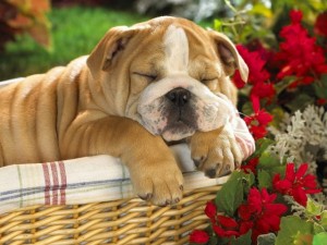 MARVELOUS ENGLISH BULLDOG PUPPIES FOR FREE ADOPTION