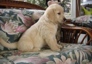 Beautiful and Sweet Little Golden Retriever puppies Available Now for sale