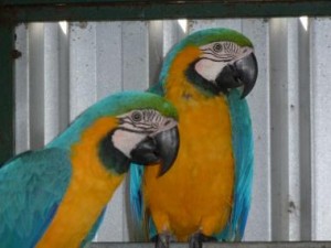 *****************magnificent blue and gold macaw for re-homing***********