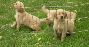 Golden Retriever Puppies For Sale. Perfect companion