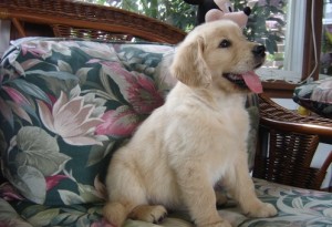 We have 4 amazing Golden Retriever puppies available. (2 females and 2 males